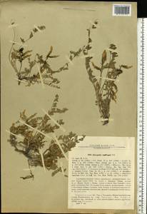 Astragalus rupifragus Pall., Eastern Europe, Lower Volga region (E9) (Russia)