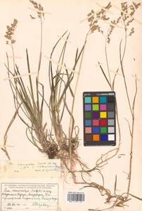 Poa macrocalyx Trautv. & C.A.Mey., Siberia, Russian Far East (S6) (Russia)