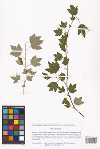 Ribes alpinum, Eastern Europe, Moscow region (E4a) (Russia)