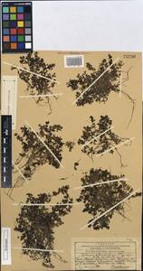 Galium petrophilum, Middle Asia, Western Tian Shan & Karatau (M3) (Kazakhstan)