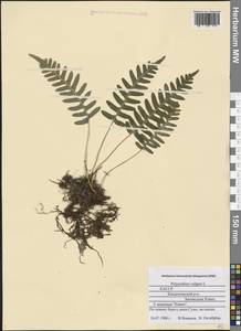 Polypodium vulgare L., Eastern Europe, Northern region (E1) (Russia)