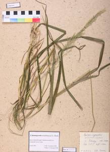 Calamagrostis arundinacea (L.) Roth, Siberia, Altai & Sayany Mountains (S2) (Russia)