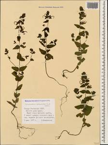 Rhynchocorys orientalis (L.) Benth., Caucasus, North Ossetia, Ingushetia & Chechnya (K1c) (Russia)
