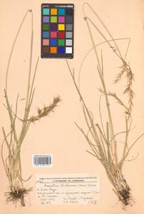 Helictochloa hookeri (Scribn.) Romero Zarco, Siberia, Russian Far East (S6) (Russia)