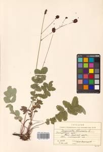 Sanguisorba officinalis L., Siberia, Russian Far East (S6) (Russia)