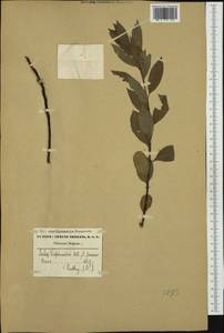 Salix daphnoides Vill., Western Europe (EUR) (Belgium)