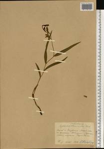 Cephalanthera rubra (L.) Rich., Eastern Europe, Middle Volga region (E8) (Russia)