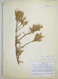 Juniperus sabina var. davurica (Pall.) Farjon, Siberia, Russian Far East (S6) (Russia)