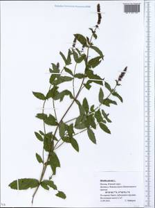 Mentha spicata L., Eastern Europe, Moscow region (E4a) (Russia)