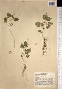 Circaea alpina L., Siberia, Altai & Sayany Mountains (S2) (Russia)