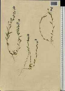 Polygala vulgaris L., Eastern Europe, West Ukrainian region (E13) (Ukraine)