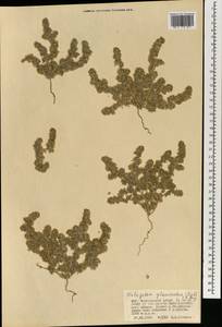 Halogeton glomeratus (Stephan ex M. Bieb.) C. A. Mey., Mongolia (MONG) (Mongolia)