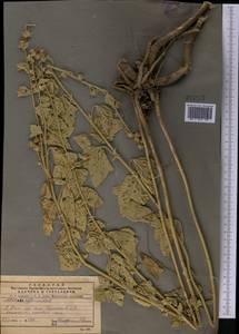 Althaea officinalis L., Middle Asia, Pamir & Pamiro-Alai (M2) (Uzbekistan)