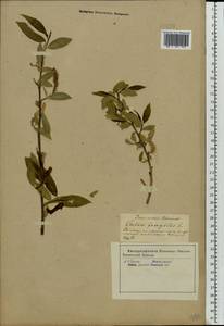 Salix fragilis L., Eastern Europe, Central forest-and-steppe region (E6) (Russia)