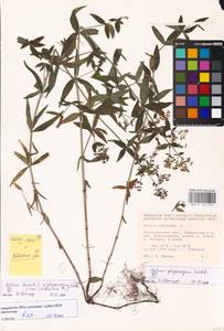 Galium rubioides L., Eastern Europe, Lower Volga region (E9) (Russia)