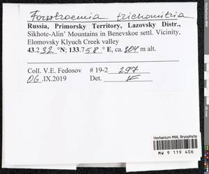 Forsstroemia trichomitria (Hedw.) Lindb., Bryophytes, Bryophytes - Russian Far East (excl. Chukotka & Kamchatka) (B20) (Russia)