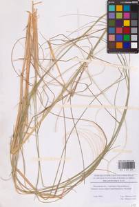 Stipa pulcherrima K.Koch, Eastern Europe, Moscow region (E4a) (Russia)
