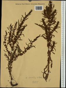 Rumex maritimus L., Western Europe (EUR)