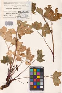 Ligusticum scoticum L., Eastern Europe, Northern region (E1) (Russia)