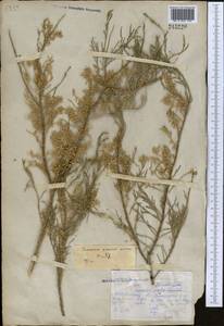 Tamarix gracilis Willd., Middle Asia, Northern & Central Kazakhstan (M10) (Kazakhstan)