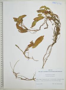 Potamogeton gramineus L., Siberia, Russian Far East (S6) (Russia)