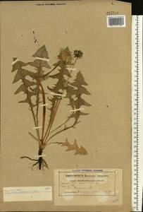 Taraxacum officinale Weber ex F. H. Wigg., Eastern Europe, Belarus (E3a) (Belarus)