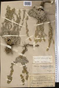 Artemisia rhodantha Rupr., Middle Asia, Pamir & Pamiro-Alai (M2) (Tajikistan)