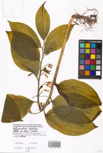 Polygonatum latifolium (Jacq.) Desf., Eastern Europe, Moscow region (E4a) (Russia)