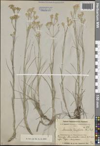 Eremogone longifolia (M.Bieb.) Fenzl, Middle Asia, Muyunkumy, Balkhash & Betpak-Dala (M9) (Kazakhstan)
