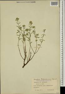 Ziziphora clinopodioides subsp. pseudodasyantha (Rech.f.) Rech.f., Caucasus, Armenia (K5) (Armenia)