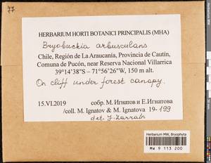Bryobuckia arbusculans (Müll. Hal.) Enroth, Bryophytes, Bryophytes - America (BAm) (Chile)