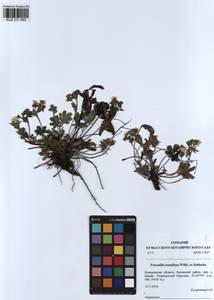 Potentilla humifusa Willd., Siberia, Altai & Sayany Mountains (S2) (Russia)