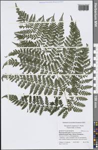 Dryopteris expansa (C. Presl) Fraser-Jenk. & Jermy, Siberia, Russian Far East (S6) (Russia)