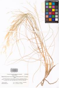 Stipagrostis pennata (Trin.) De Winter, Eastern Europe, Lower Volga region (E9) (Russia)