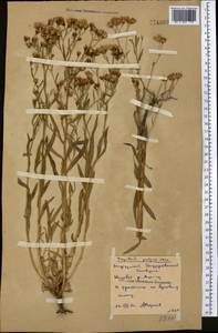 Tripolium pannonicum (Jacq.) Dobrocz., Middle Asia, Northern & Central Kazakhstan (M10) (Kazakhstan)