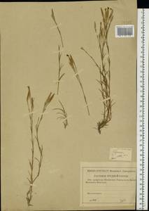 Dianthus acicularis Fisch. ex Ledeb., Eastern Europe, Lower Volga region (E9) (Russia)