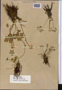 Trollius lilacinus Bunge, Middle Asia, Western Tian Shan & Karatau (M3) (Kazakhstan)