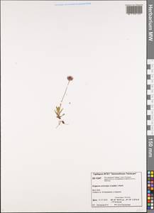 Erigeron eriocalyx (Ledeb.) Vierh., Siberia, Central Siberia (S3) (Russia)