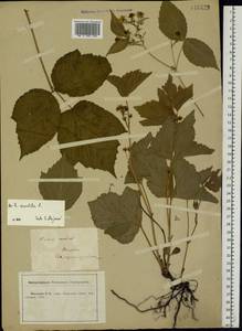 Rubus caesius L., Eastern Europe, Central forest-and-steppe region (E6) (Russia)