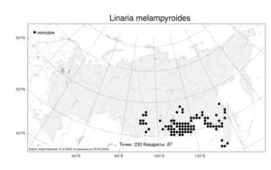 Linaria melampyroides Kuprian., Atlas of the Russian Flora (FLORUS) (Russia)