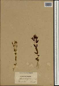 Centaurium tenuiflorum (Hoffmanns. & Link) Fritsch, South Asia, South Asia (Asia outside ex-Soviet states and Mongolia) (ASIA) (Iran)