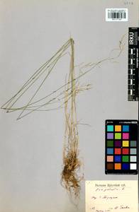 Poa palustris L., Siberia, Baikal & Transbaikal region (S4) (Russia)