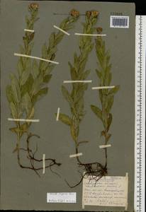 Pentanema salicinum subsp. asperum (Poir.) Mosyakin, Eastern Europe, Eastern region (E10) (Russia)
