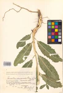 Guenthera persica subsp. persica, Eastern Europe, Lower Volga region (E9) (Russia)