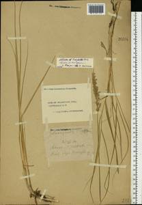 Calamagrostis arundinacea (L.) Roth, Eastern Europe, Central forest region (E5) (Russia)