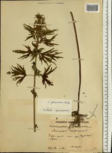 Leonurus glaucescens Bunge, Eastern Europe, Lower Volga region (E9) (Russia)