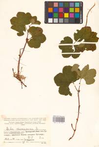 Rubus chamaemorus L., Eastern Europe, Northern region (E1) (Russia)