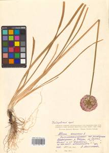 Allium senescens L., Siberia, Russian Far East (S6) (Russia)