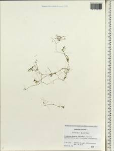 Callitriche palustris L., Siberia, Russian Far East (S6) (Russia)