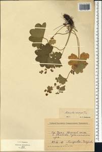 Alchemilla rhiphaea Juz., Eastern Europe, Eastern region (E10) (Russia)